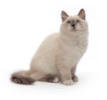 The kitten of the Siberian Neva Masquerade cat sits Royalty Free Stock Photo