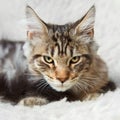 Kitten silver black color maine coon posing on white background