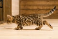 Kitten similar to a tiger goes on a wooden floor
