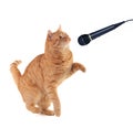 Kitten Singing Royalty Free Stock Photo
