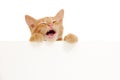 Kitten singing holding blank banner Royalty Free Stock Photo