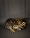 Kitten on black background in studio Royalty Free Stock Photo