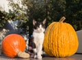 kitten sits between large bright orange pumpkins Royalty Free Stock Photo