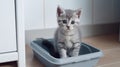 The kitten sits in the litter box. Scottish kitten pees in a litter box. Generative AI Royalty Free Stock Photo