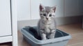 The kitten sits in the litter box. Scottish kitten pees in a litter box. Generative AI