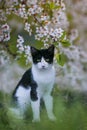 Portrait of cute a kitten sits in the may garden under the blossoming branches of a white cherry tree on a Sunny spring day Royalty Free Stock Photo
