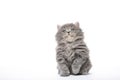 The kitten sits with a raised paw on a white background in isolation Royalty Free Stock Photo