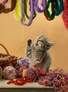 Kitten sitting in basket with ball of yarn. Kitten with balls of yarn in the basket Royalty Free Stock Photo