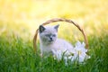 Kitten sitting in a basket with lily flowers Royalty Free Stock Photo