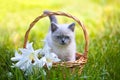 Kitten sitting in a basket with lily flowers Royalty Free Stock Photo