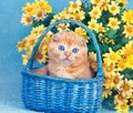 Kitten sitting in a basket near yellow flowers