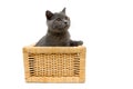 Kitten sitting in a basket on a white background Royalty Free Stock Photo