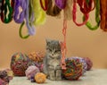 Kitten sitting in a basket with woolen thread. Kitten plays with balls of wool in basket Royalty Free Stock Photo