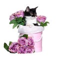 Kitten sitting in a box with flowers Royalty Free Stock Photo