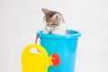 The kitten is sitting in a bucket. Funny pets. Royalty Free Stock Photo