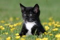 Kitten sitting in Buttercups