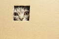 kitten sitting in a cardboard box, looks through a hole Royalty Free Stock Photo