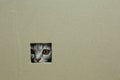 kitten sitting in a cardboard box, looks through a hole Royalty Free Stock Photo