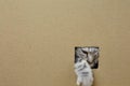 kitten sitting in a cardboard box, looks through a hole Royalty Free Stock Photo