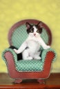 Kitten Sitting on a Chair