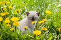 Kitten sitting on dandelion lawn Royalty Free Stock Photo