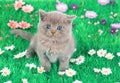 Kitten sitting in floral lawn