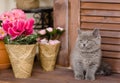 Kitten sitting beside a flower pot. looking away Royalty Free Stock Photo