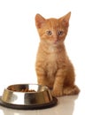 Kitten sitting beside food bowl