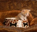 Kitten sitting in food dish