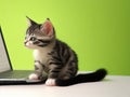 Kitten sitting in front of a laptop with light green background.