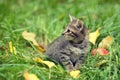 Kitten sitting on the grass Royalty Free Stock Photo