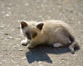 Kitten sitting on the ground Royalty Free Stock Photo