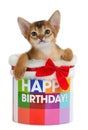 Kitten sitting in a Happy Birthday bucket