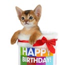 Kitten sitting in a Happy Birthday bucket Royalty Free Stock Photo