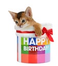 Kitten sitting in a Happy Birthday bucket Royalty Free Stock Photo