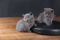 Kitten sitting on a leather pillow Royalty Free Stock Photo
