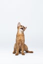 Kitten sitting and meowing with his head up. Abyssinian cat isolated on white. Portrait of a purebred cat Royalty Free Stock Photo