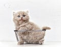 Kitten sitting in metal shopping basket Royalty Free Stock Photo