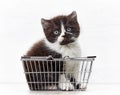 Kitten sitting in metal shopping basket Royalty Free Stock Photo