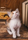 Kitten sitting near books and a clock Royalty Free Stock Photo