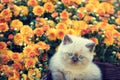 Kitten sitting near chrysanthemums flowers Royalty Free Stock Photo