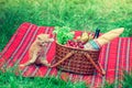 Kitten sitting near the picnic basket Royalty Free Stock Photo