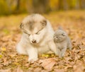 Kitten sitting near a sleepy puppy