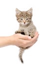 Kitten sitting on a palm. isolated on white background