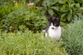 Kitten sitting in rockery Royalty Free Stock Photo