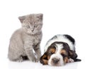 Kitten sitting with sleeping basset hound puppy. isolated on whi Royalty Free Stock Photo