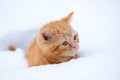 Kitten sitting in snow Royalty Free Stock Photo