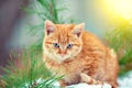 Kitten sitting on the snow Royalty Free Stock Photo