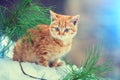 Kitten sitting on the snow Royalty Free Stock Photo