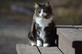 Kitten sitting on stairstep